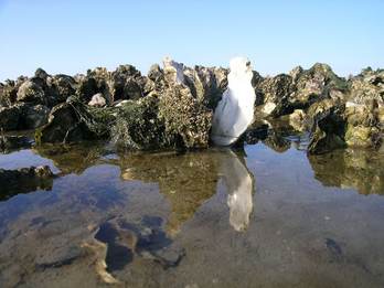 Japanse Oester. foto: Ecomare (Via Wikimedia)