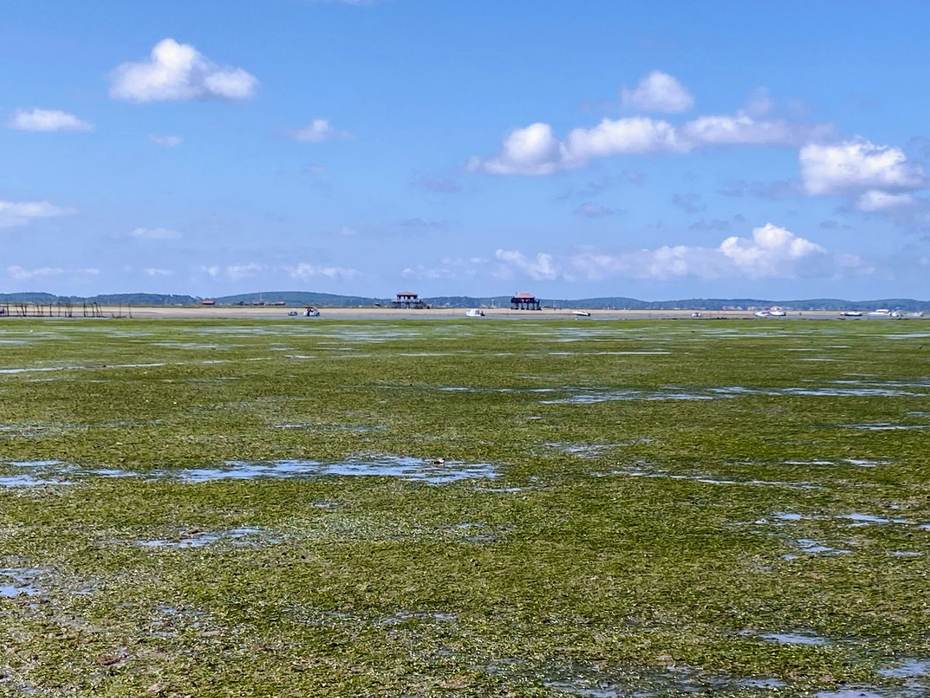 Klein zeegrasveld in Arachon (Frankrijk). Foto: Laura Govers