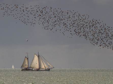 Wadvogels in de Waddenzee. Foto: Benjamin Gnep