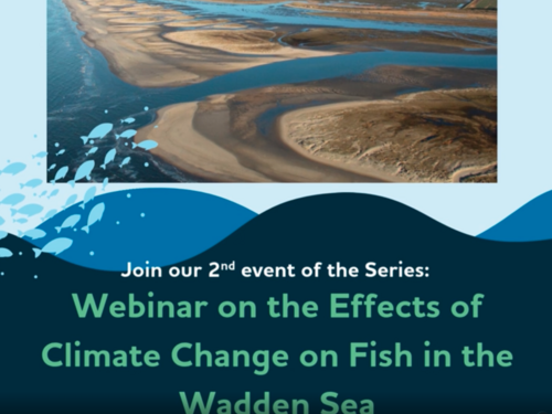 Webinar on the effects of Climate Change on fish in the Wadden Sea
