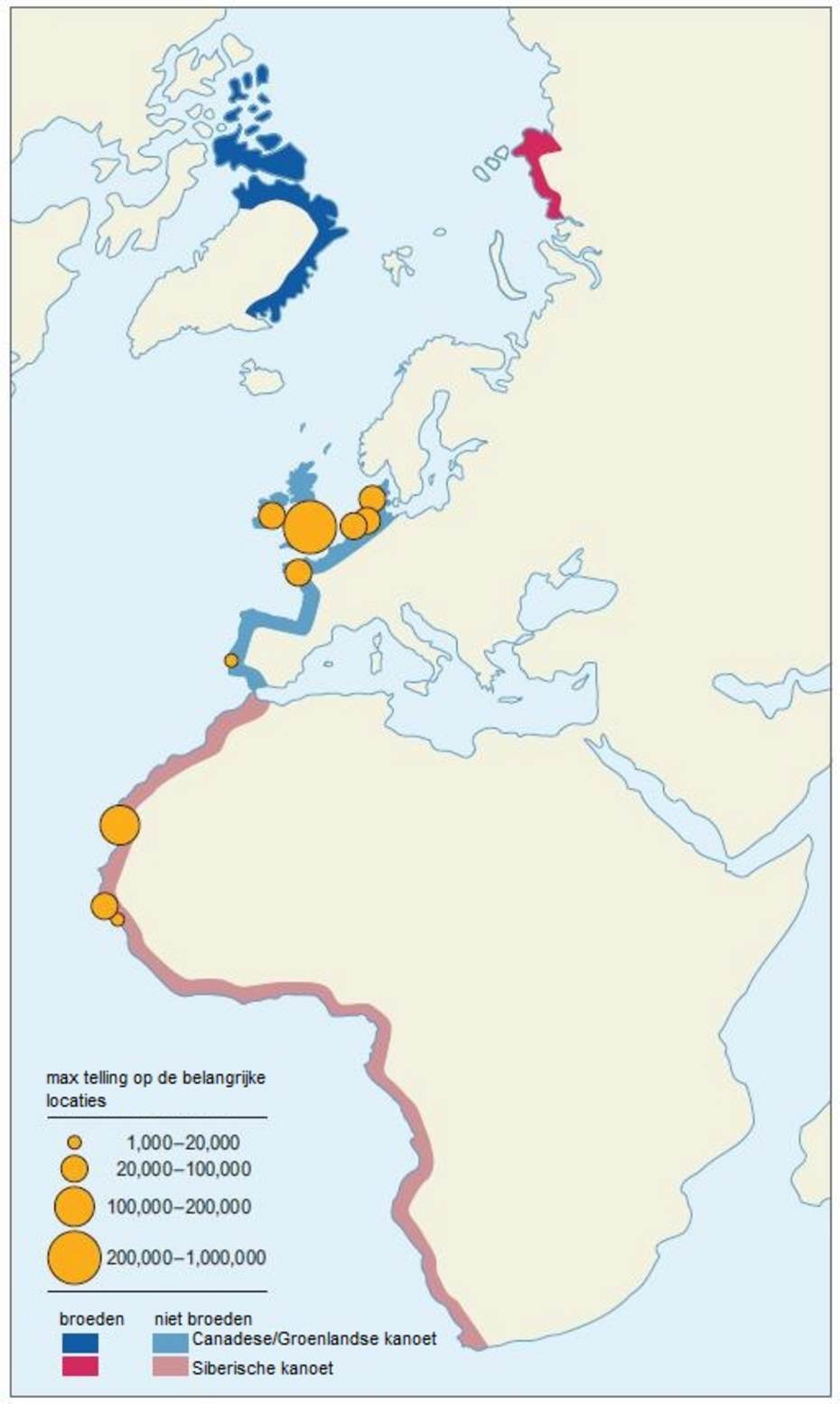Migratieroutes van de Groenlandse kanoeten en Siberische kanoeten. Bron: Oudman, T. (2017) 