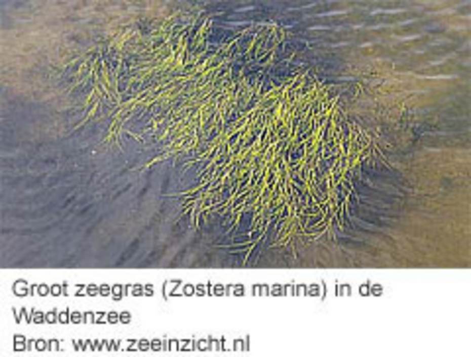 Groot zeegras in de waddenzee (www.zeeinzicht.nl).