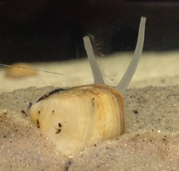 Gedeeltelijk ingegraven nonnetje (Macoma balthica) met uitgestoken sifo's. De rechter sifo is de zuigsifo waarmee het diertje voedsel opneemt. De linker sifo fungeert als uitlaat. Foto: Tanya Compton.