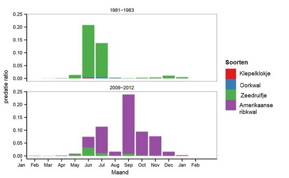 Het verschil in de hoeveelheid predatie tussen 1981-1983 en 2009-2012 van het klepelklokje, de oorkwal, het zeedruifje en de Amerikaanse ribkwal over de verschillende maanden in het jaar. Bron Van Walraven et al. 2017