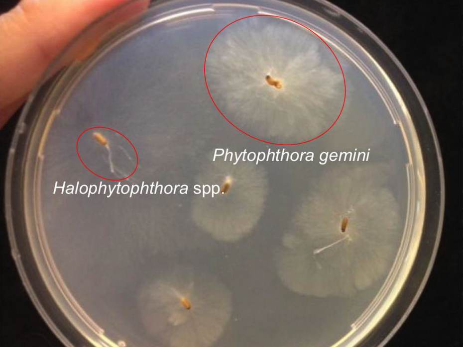Phytophthora’s (bron Van der Zee e.a., 2016)