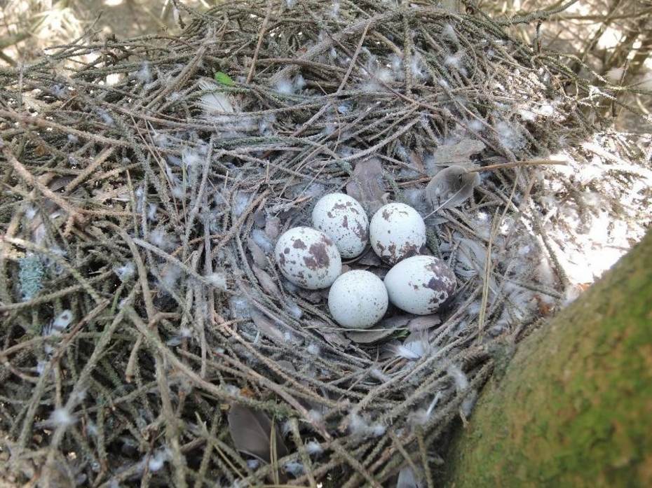 Sperwernest (foto: Johan Krol) 