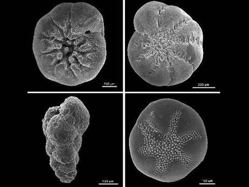 Elektronenmicroscopische foto's van enkele foraminiferen. Bron: wikimedia.