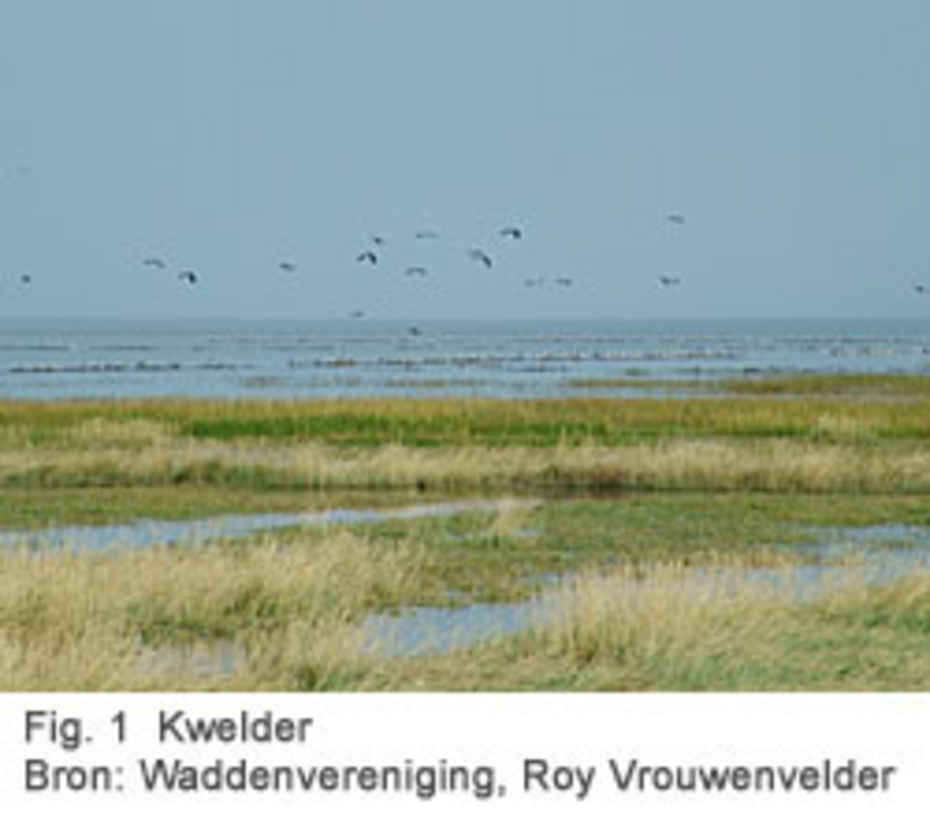 Fig.1 Kwelder. Bron: Waddenvereniging, Roy Vrouwenvelder
