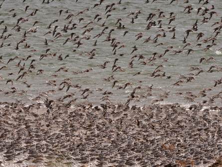Een grote groep drieteenstrandlopers en steenlopers op het strand. Foto: Jeroen Reneerkens
