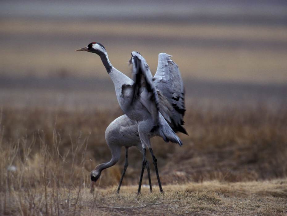 Kraanvogels. Foto: Saxifraga Arie de Knijf