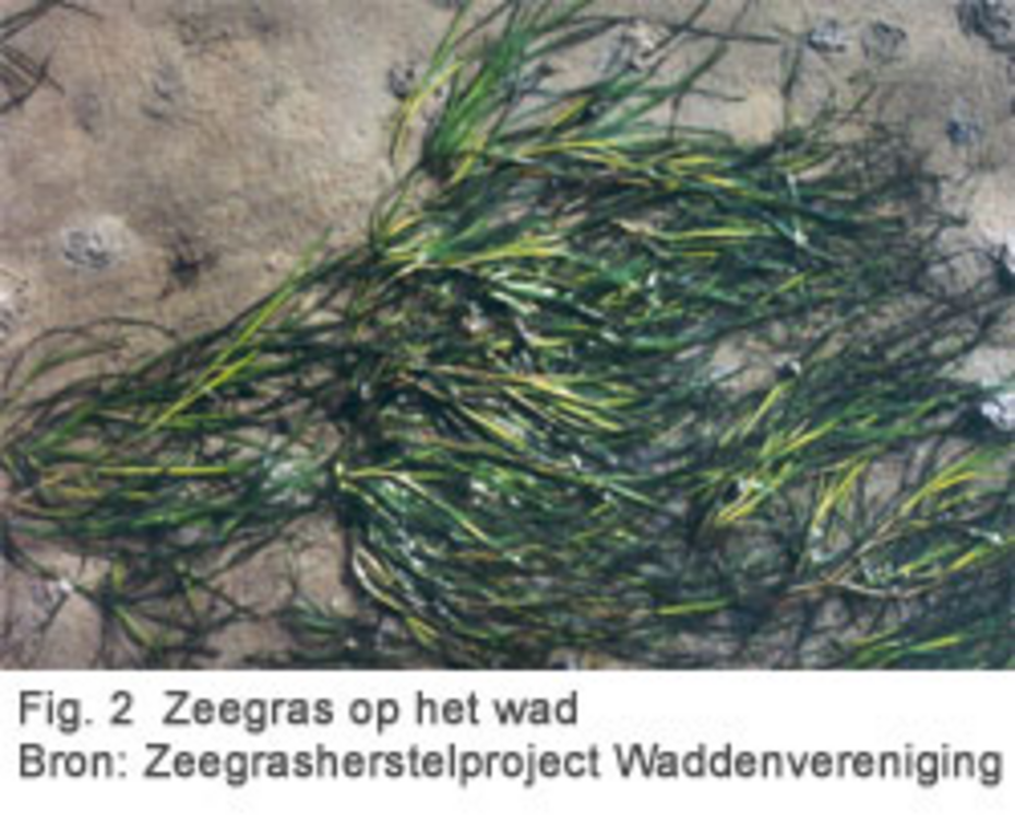 Fig 2. Zeegras op het Wad. Bron: Zeegrasherstelproject Waddenvereniging
