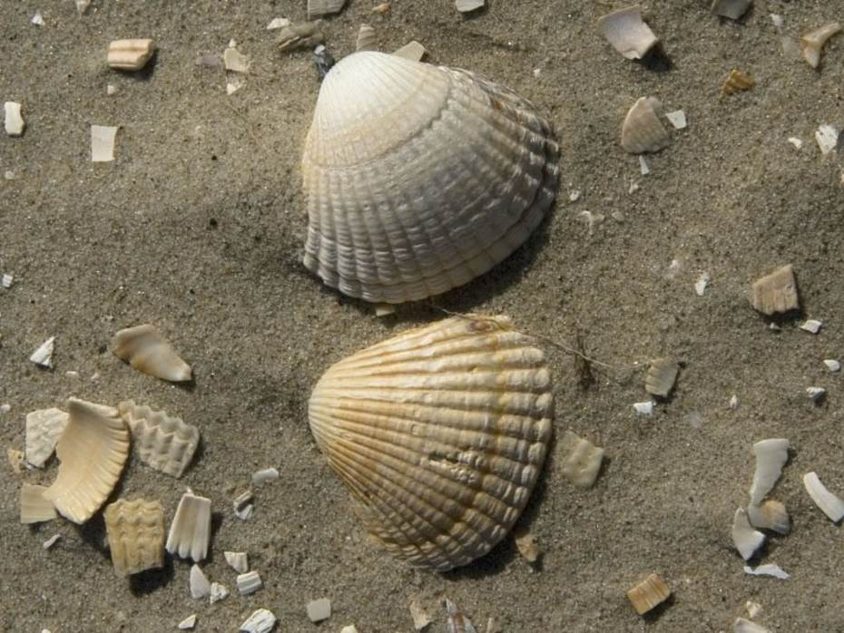 Kokkels. Bron: Saxifraga - Jan van der Straaten