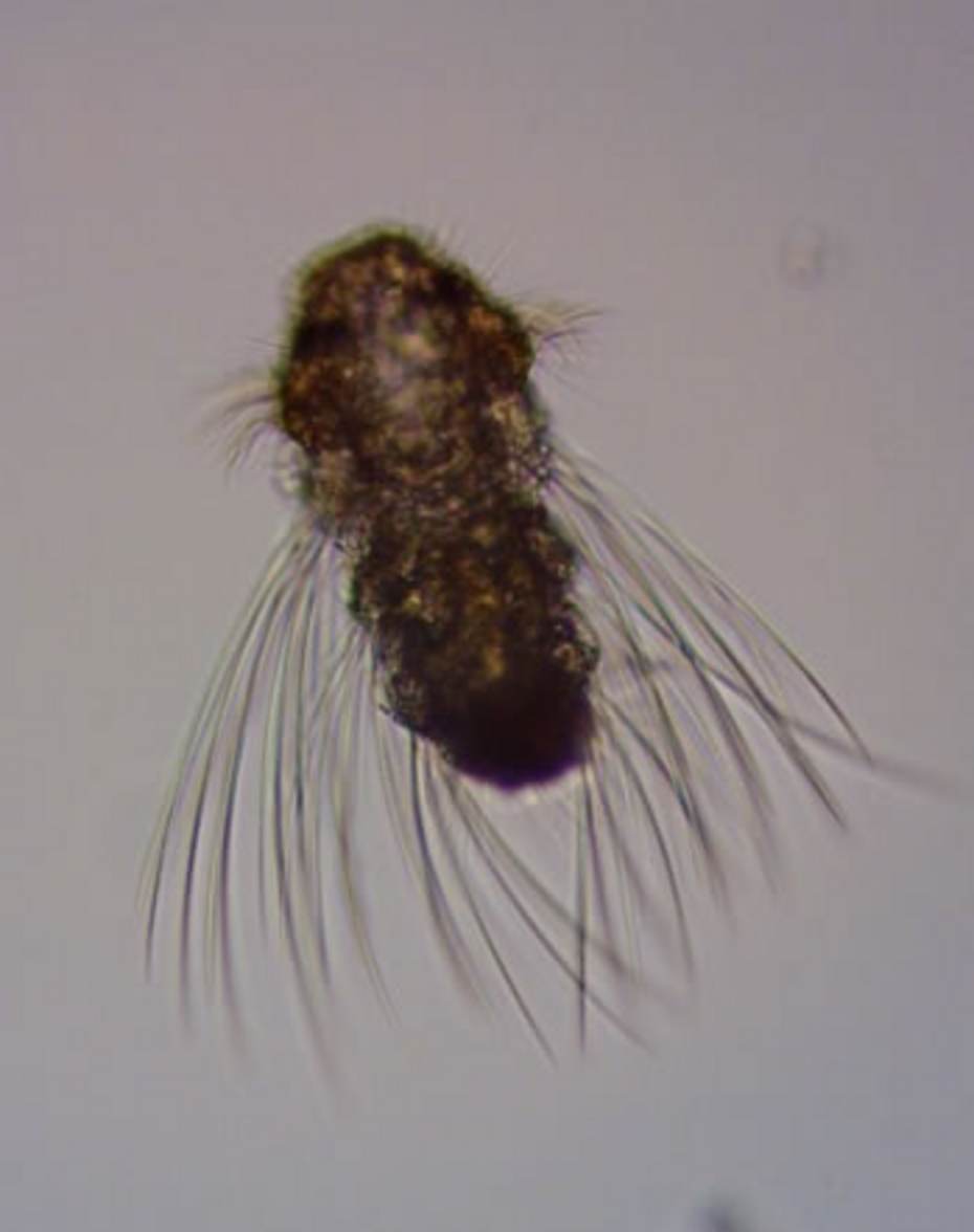 Larve van de kokerworm Polydora cornuta. Bron: G. Gibson.