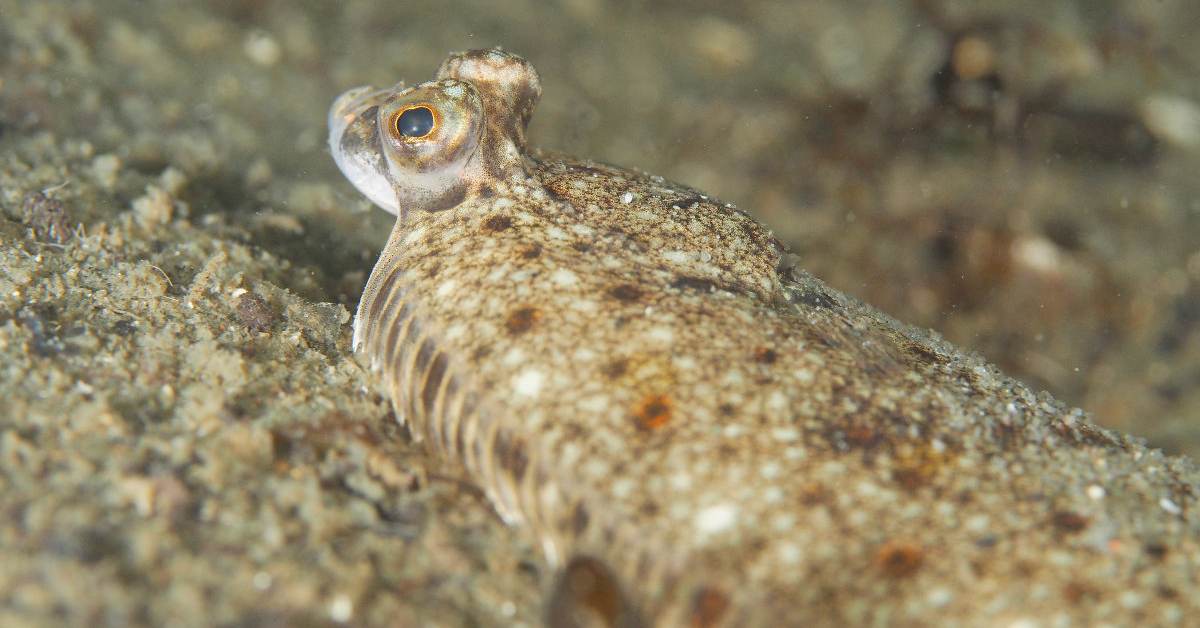 Schol of schar en de aard van het beestje - Waddenacademie