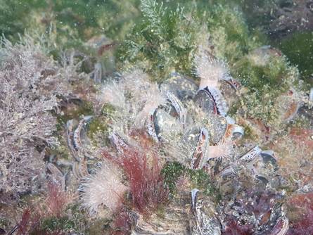 Filterende mosselen met daartussen zeeanjelieren en wieren. Foto: Natuurmonumenten-Franken
