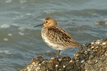 Calidris alpina 1, Bonte strandloper, Saxifraga-Jan van der Straaten. via Freenatureimages.eu