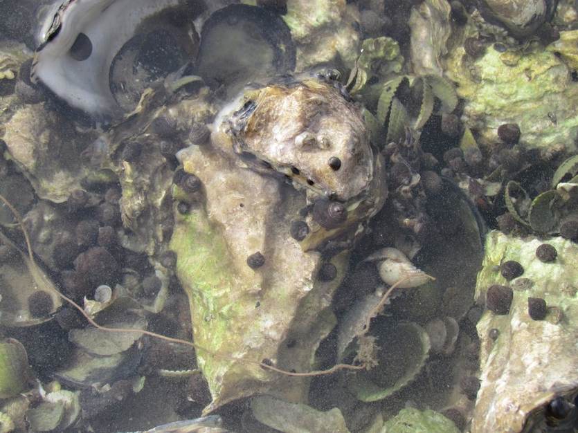 Japanse oester in een mosselbank op het Balgzand. Foto: Waddenacademie.