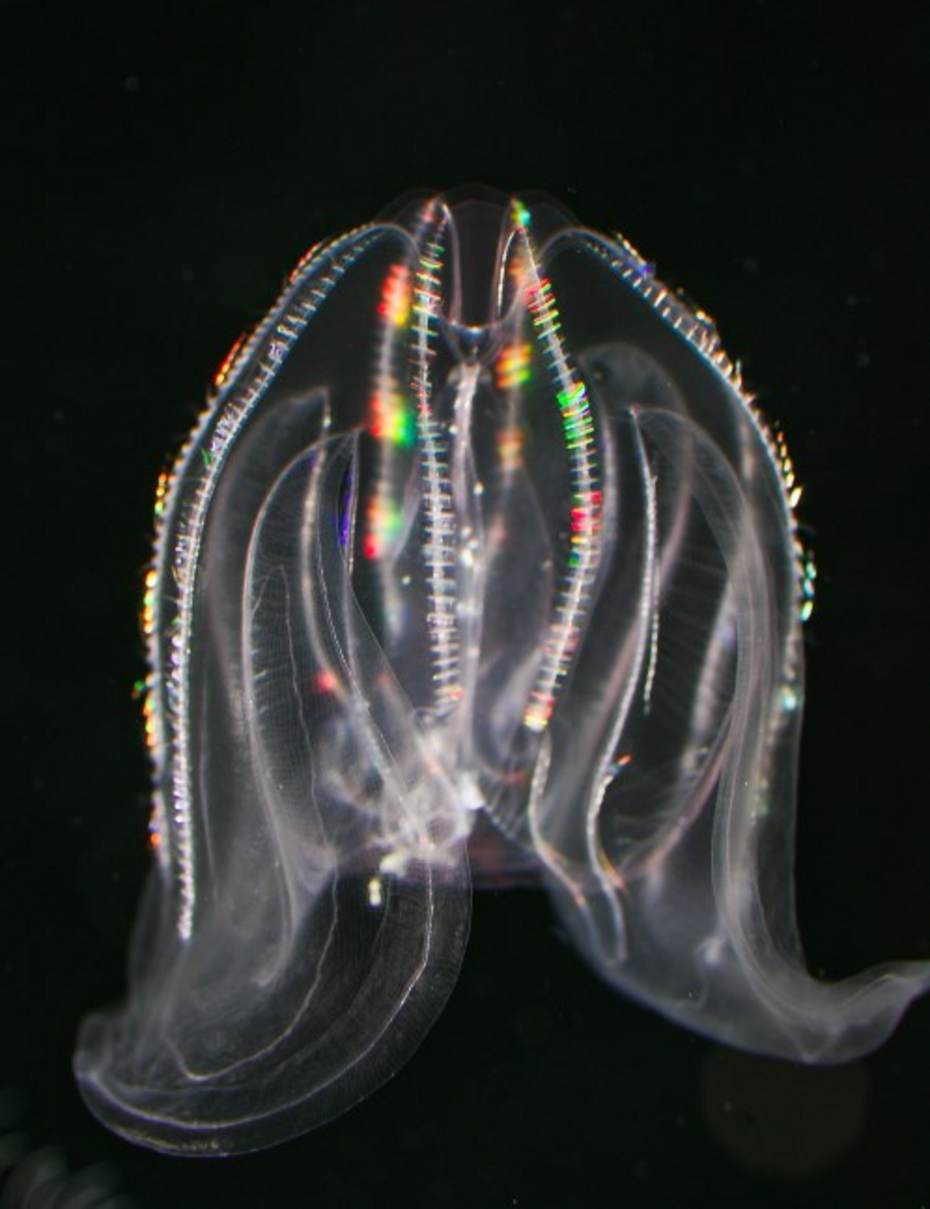 Amerikaanse ribkwallen zijn prachtige dieren die zelf gekleurd licht kunnen produceren. Bron: Lodewijk van Walraven