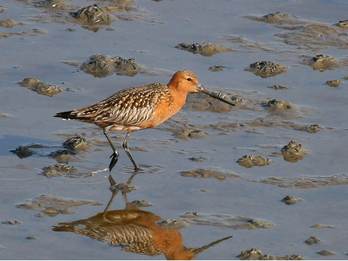 Rosse grutto, foeragerend op een wadplaat. Foto: Bart Vastenhouw via saxifraga