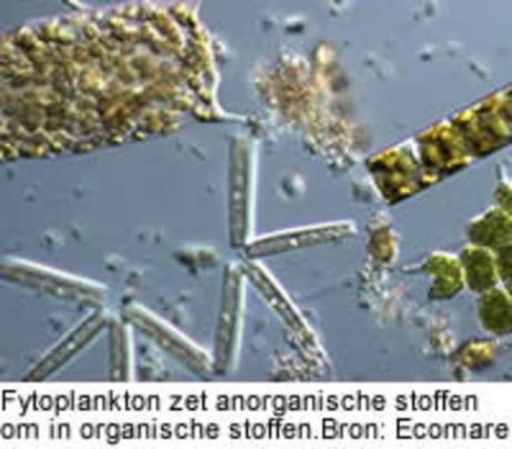 Fytoplankton zet anorganische stoffen om in organische stoffen. Bron: Ecomare