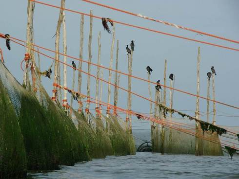 Netten voor de kust van Texel. Foto Fitis/Sytske Dijksen