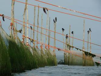 Netten voor de kust van Texel. Foto Fitis/Sytske Dijksen