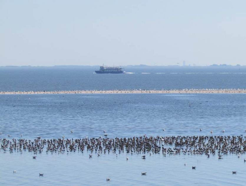 Overtijende vogels op wadplaat met robbenboot op de achtergrond