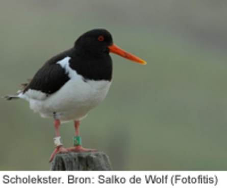 Scholekster. Bron: Salko de Wolf (Fotofitis)