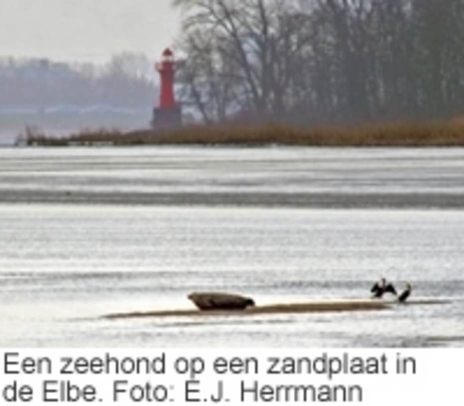 Zeehond in de Elbe. Foto: E.J. Herrmann