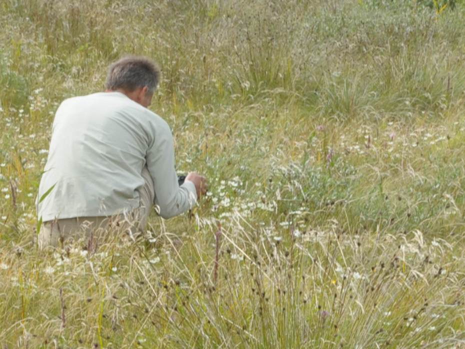 Knopbies en Parnassia op het Groene strand van Schiermonnikoog (foto Frank Kruk)  Knopbies en Parnassia op het Groene strand van Schiermonnikoog (foto Frank Kruk)