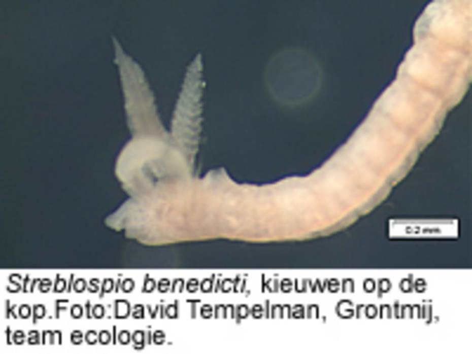 Streblospio benedicti, kieuwen op de kop. Foto: David Tempelman, Grontmij, team ecologie
