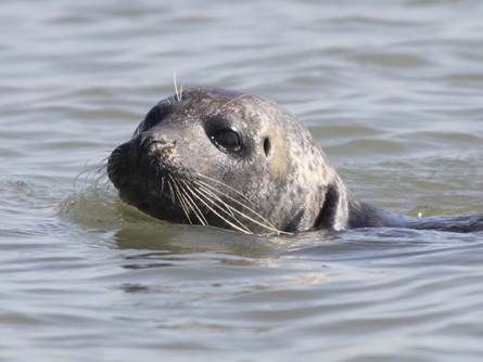 Gewone Zeehond. Foto: Saxifraga-Peter Meininger