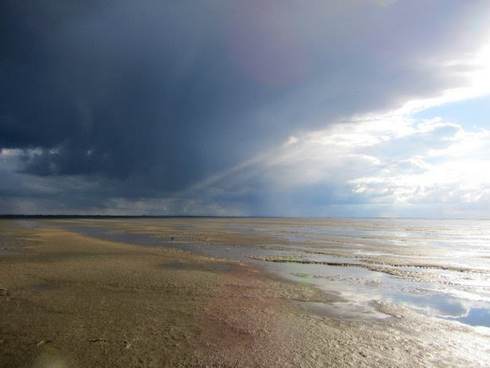 Intertidal mudflats of dutch wadden sea: the solar panels of this coastal ecosystem (foto: Marjolijn Christianen)