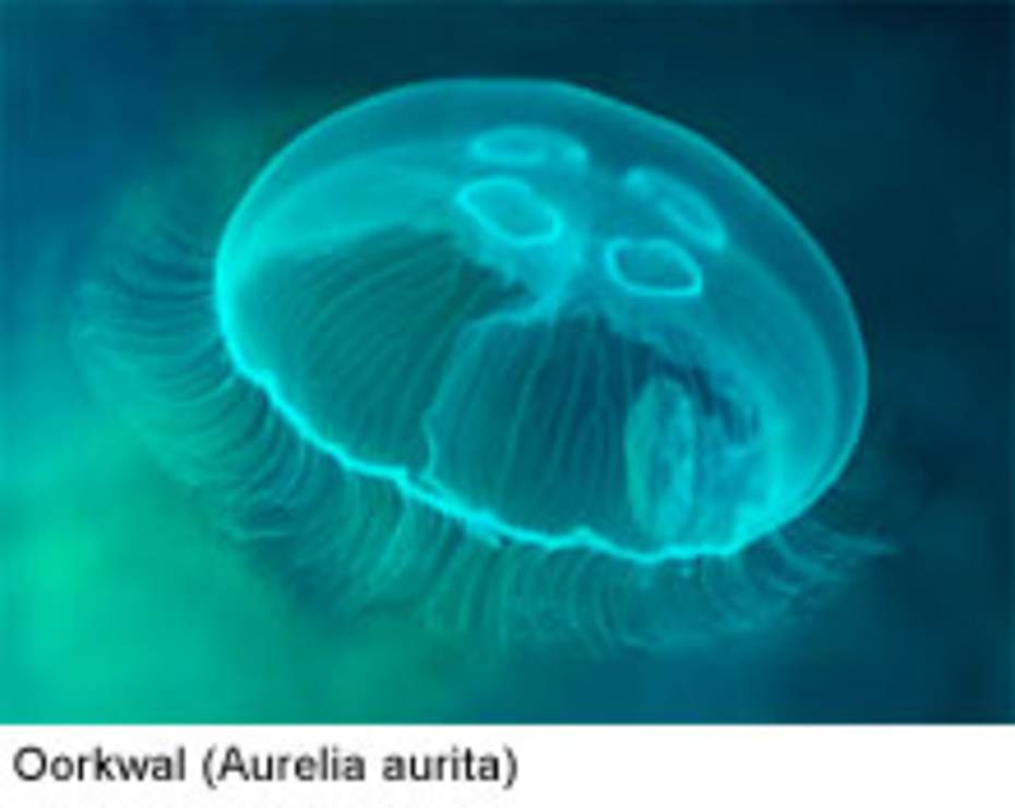 Oorkwal (Aurelia aurita)