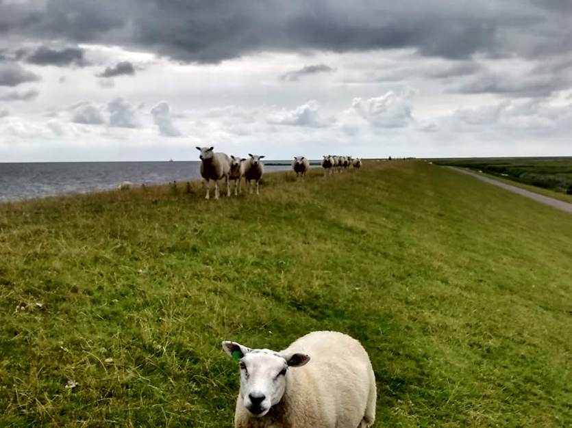 Schapen op de dijk op Terschelling