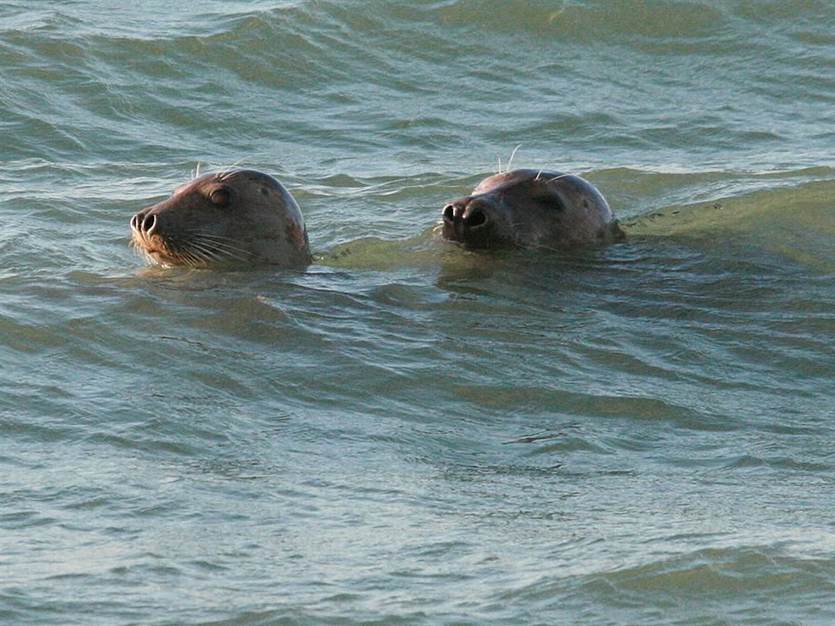 [Translate to english:] Zeehonden. Foto Kees van der Krift. Beeldbank RWS