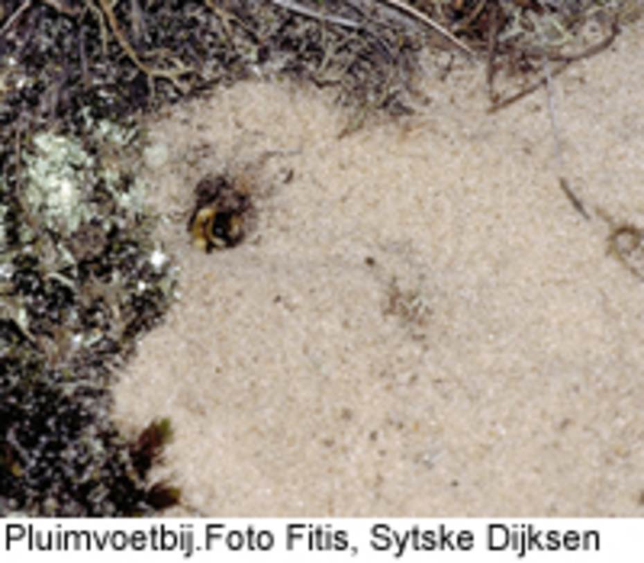 Pluimvoetbij. Foto: Foto Fitis Sytske Dijksen