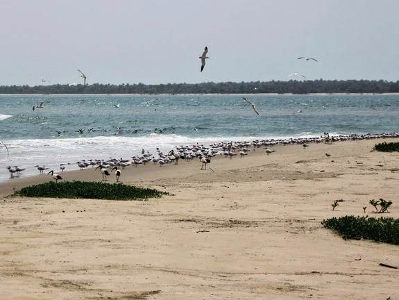Meeuwen, sterns en heilige ibissen op het strand van Imbone, een eiland in de Bijagos Archipel in Guinee Bissau. Foto: A. Brenninkmeijer