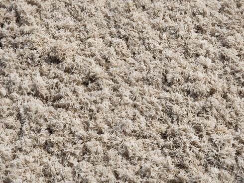 Een dik tapijt van aangespoelde Harige mosdiertjes – foto: Frank Kruk