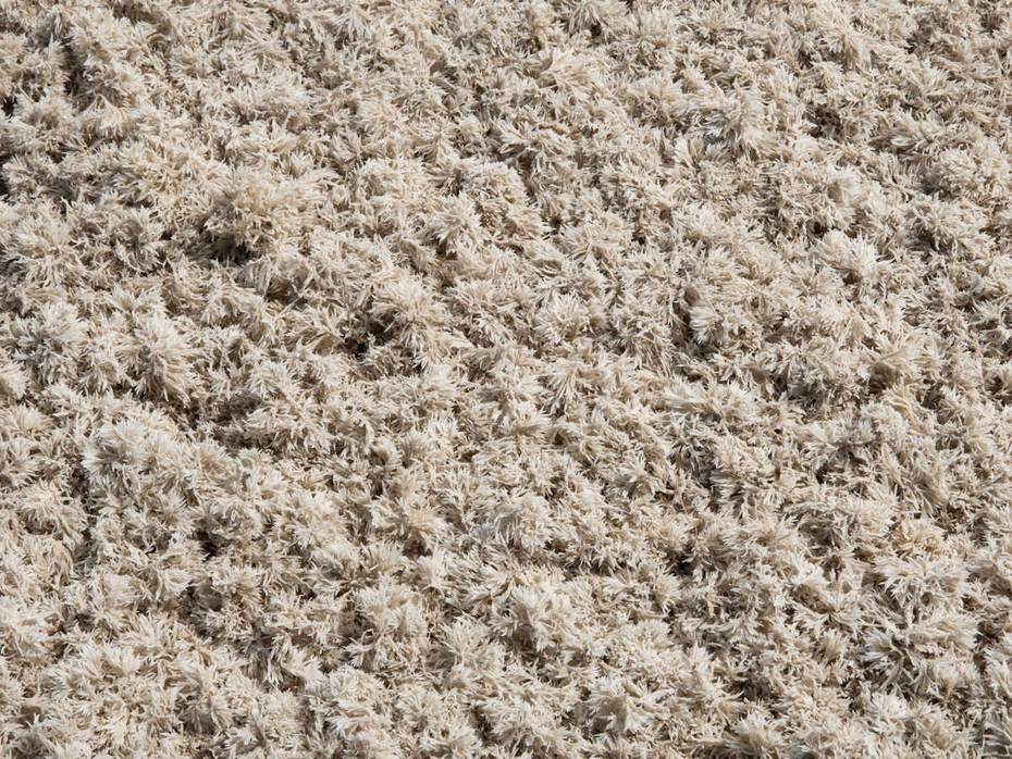 Een dik tapijt van aangespoelde harige mosdiertjes. Foto: Frank Kruk 