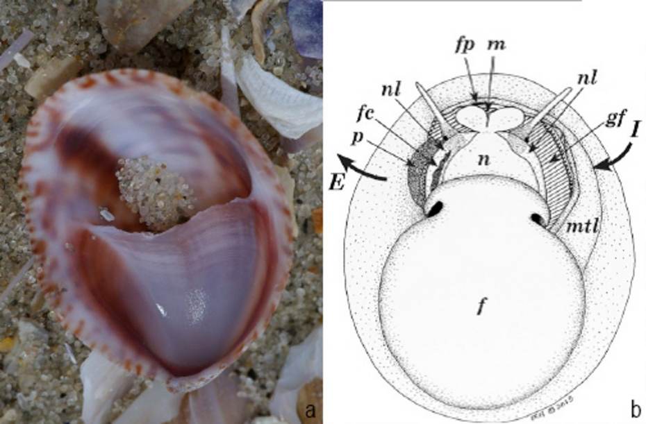 Lege schelp en schematische tekening van een muiltje. Bron: (a) Foto Fitis, Sytske Dijkse; (b) Shumway, Sandra E., et al. (2014)