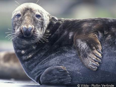Grijze zeehond. Bron: www.iucnredlist.org