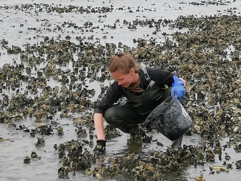 [Translate to english:] Rosa Jolma onderzoekt een oesterpopulatie in de Waddenzee. foto: Rosa Jolma