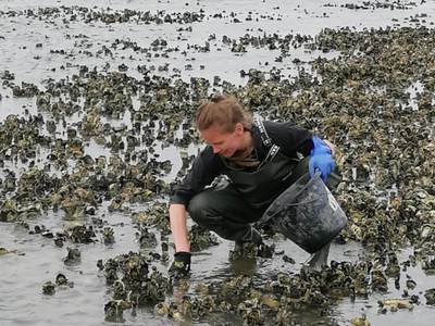 Rosa Jolma onderzoekt een oesterpopulatie in de Waddenzee. foto: Rosa Jolma