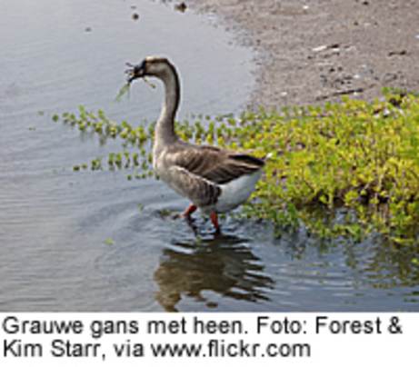 Grauwe gans met heen. Foto: Forest en Kim Starr, via www.flickr.com