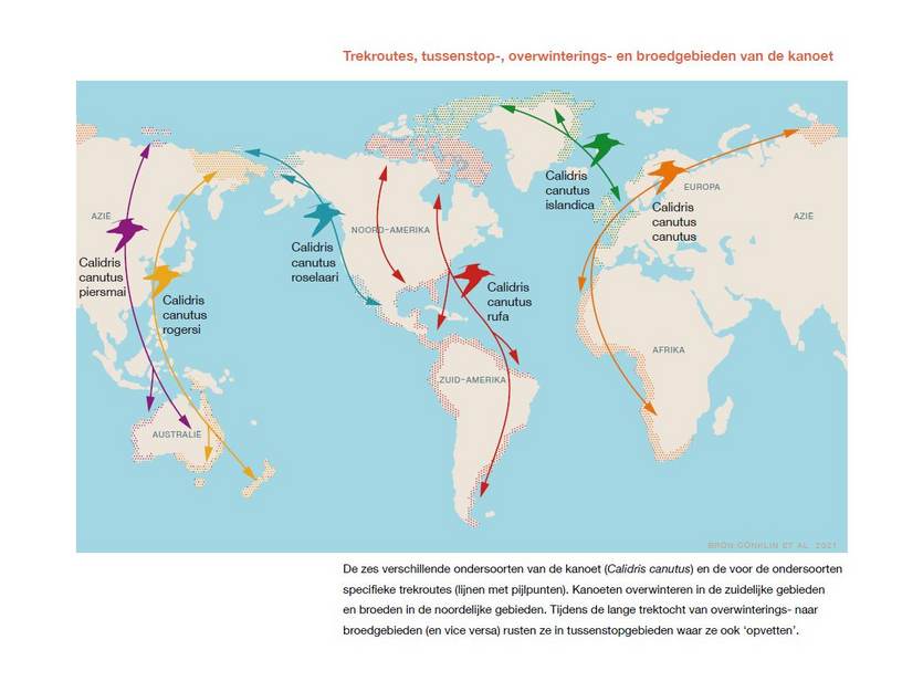Trekroutes, tussenstop-, overwinterings- en broedgebieden van de kanoet