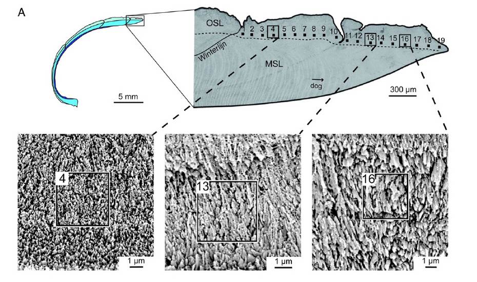 Een doorsnede van een kokkel. Op verschillende locaties is ingezoomd totdat de kalkkristallen van de schelp zichtbaar werden. Hieruit bleek de kristallen bij warm weer groot en lang gevormd wordt (zoals bij nummer 16) en bij koud weer juist klein en rond 