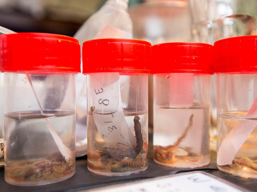 Potjes met monsters van de bodem van Waddenzee. Foto: Cris Toala Olivares