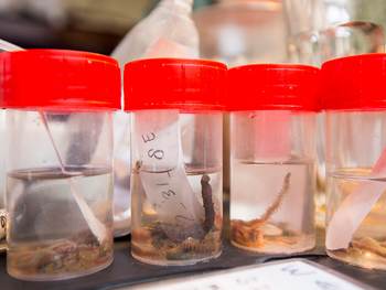 Potjes met monsters van de bodem van Waddenzee. Foto: Cris Toala Olivares