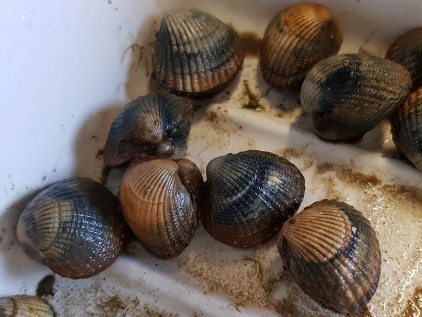 Kokkels worden gemeten en gewogen op de proeflocatie op Texel. Foto: stichting Zilte zones